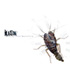 kiew mental permutation cd
